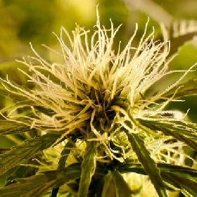 Kalite Tizane > French Touch Seeds